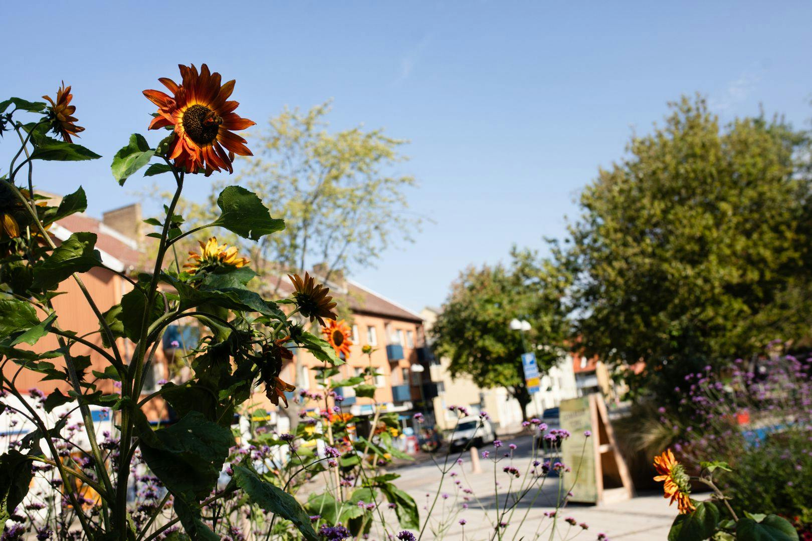 Sommargator och sommartorg – en stad i förändring